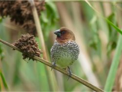 Scaly-breasted Munia